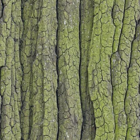 40433-3253584956-texture treebark. tree lisches, green  _lora_treebark_0.65_.png